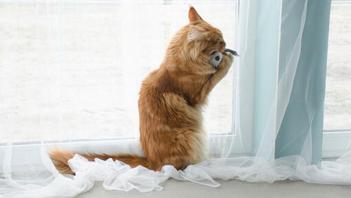 Cat toys for senior cats hot sale
